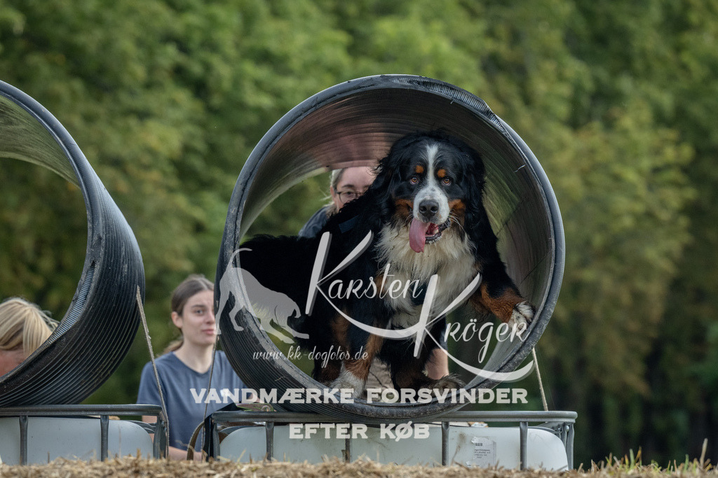 1042_ZZ92903 | kk-dogfotos