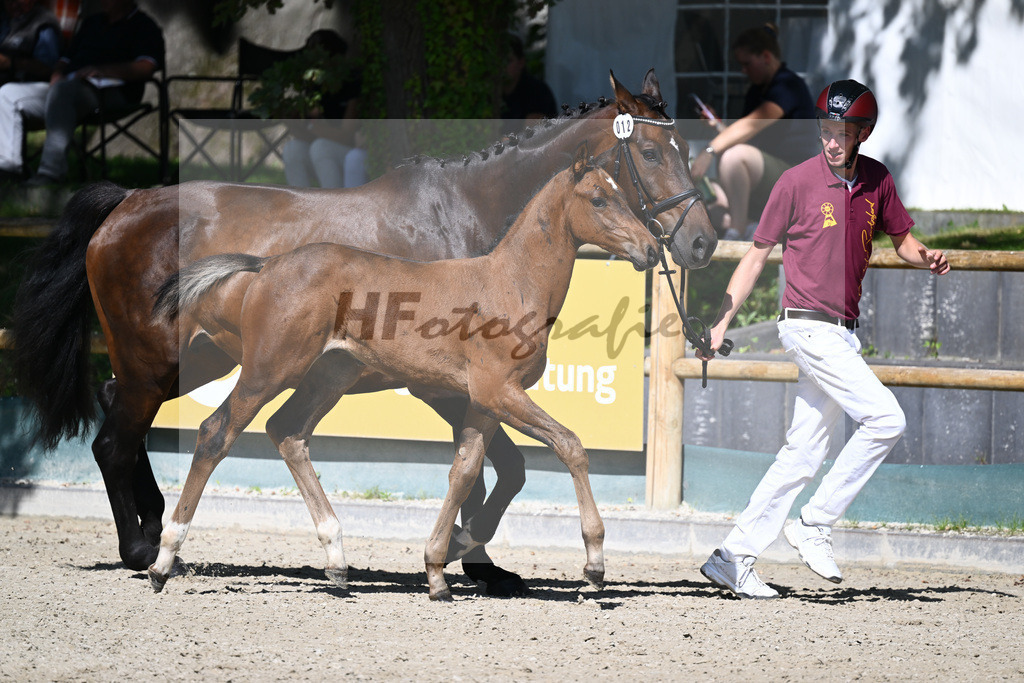 Praesentation Auktionsfohlen_36230198 | hf-fotografie - Realizzato con Pictrs.com