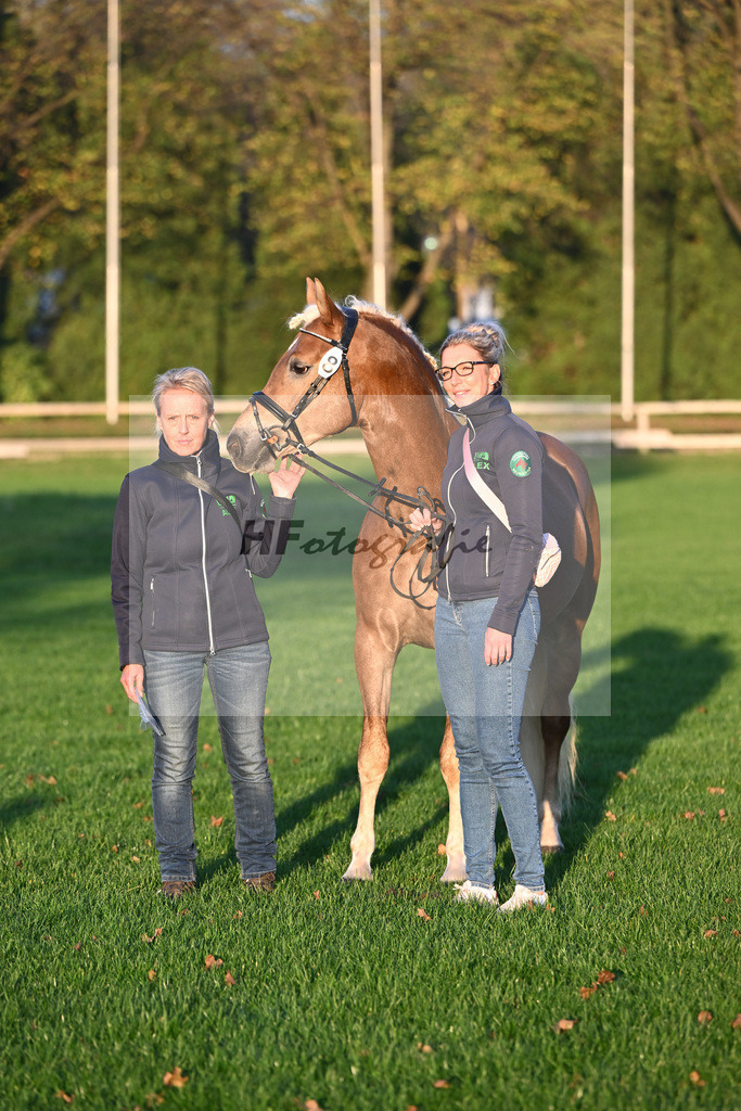 Kat-Nr. 8 Eiswind_Sendig Gestuet Meura_44241241 | hf-fotografie - Realisiert mit Pictrs.com