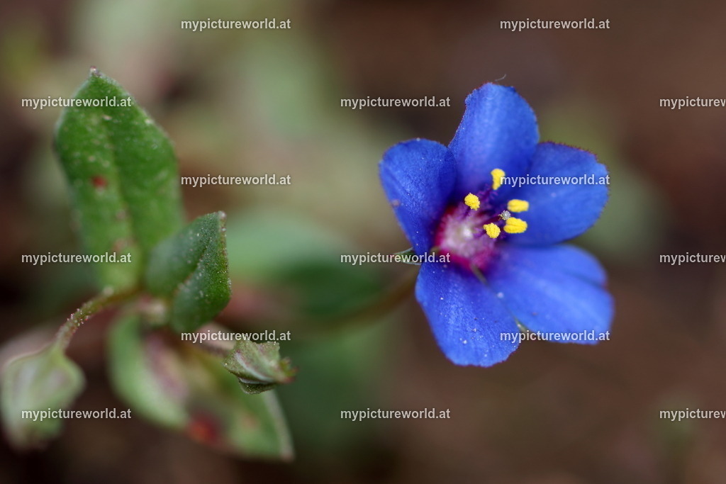 Blauer Gauchheil-001 | Das Bilderarchiv über Tiere, Planzen und Landschaften. In der Bilddatenbank finden Sie ein große Auswahl an hochwertigen Bilder für Ihre Werbung - Realisiert mit Pictrs.com