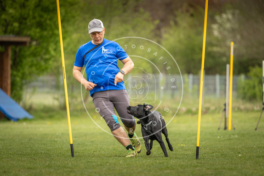 Pfotenfotografie_DV3A7197 | Hundefotografie, Tierfotograf, Pfotenfotografie, Fotoshooting Hund, Hunde Portrait, Hundesport, Hundeportraits, Heideshooting, Hunde, Sportfotograf, Hundefotograf, Turnierhundsport, THS,  - Realisiert mit Pictrs.com