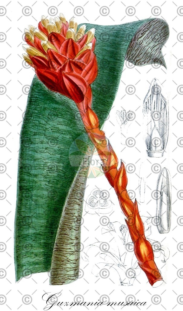 HistAbb_wfo-1000040118_1_ENZY_Simple | Historische Abbildung von Guzmania musaica - Bromeliaceae | Historical Illustration of Guzmania musaica - Bromeliaceae