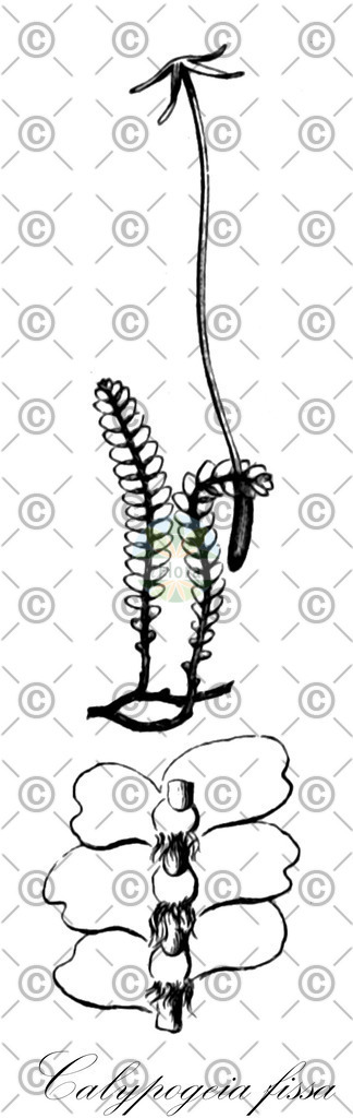HistAbb_wfo-0000783846_1_ENZY_Simple | Historische Abbildung von Calypogeia fissa - Calypogeiaceae | Historical Illustration of Calypogeia fissa - Calypogeiaceae