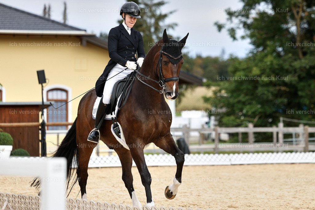 11-091-Dressur S___-StoibPH-1259 | working equitationturnier fotograf videograf stoibphotography marixx film working equitation deutschland reitsport turnierfotografie eventfotografie equestrian events