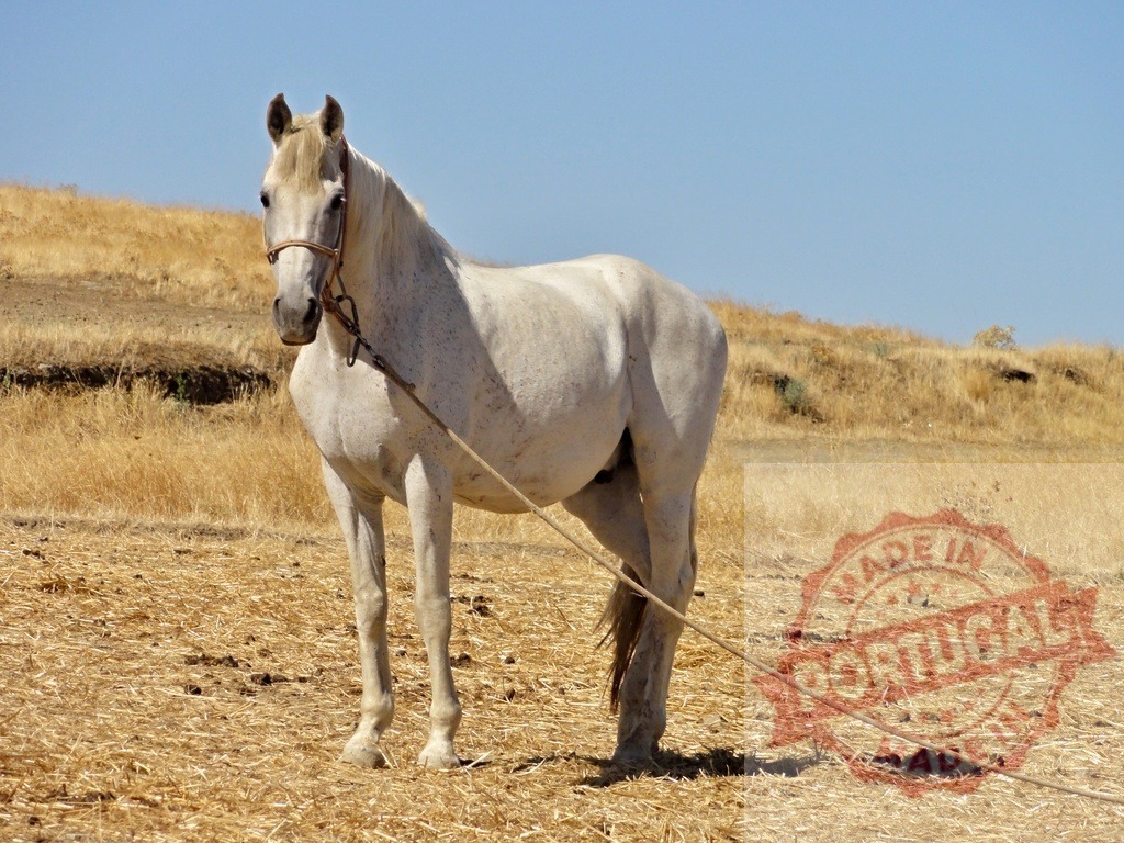White horse standing tethered in dry field | White horse standing looking forward, tied with a rope in a dry, sun-baked field - Realisiert mit Pictrs.com