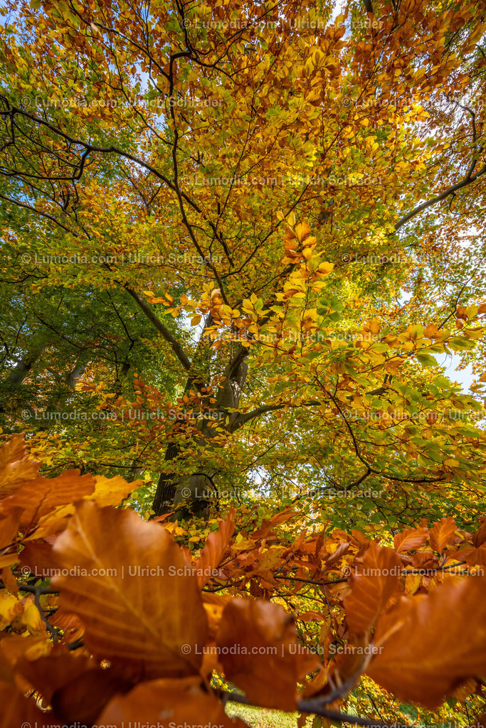 10049-12588 - Schloßpark Ilsenburg im Harz | Stockfoto und Bilderpool mit Bildmaterial aus Deutschland, dem Harz, Halberstadt, Quedlinburg, Wernigerode und weltweit. Qualitativ hochwertige und professionelle Fotos anschauen und kaufen. - Realisiert mit Pictrs.com