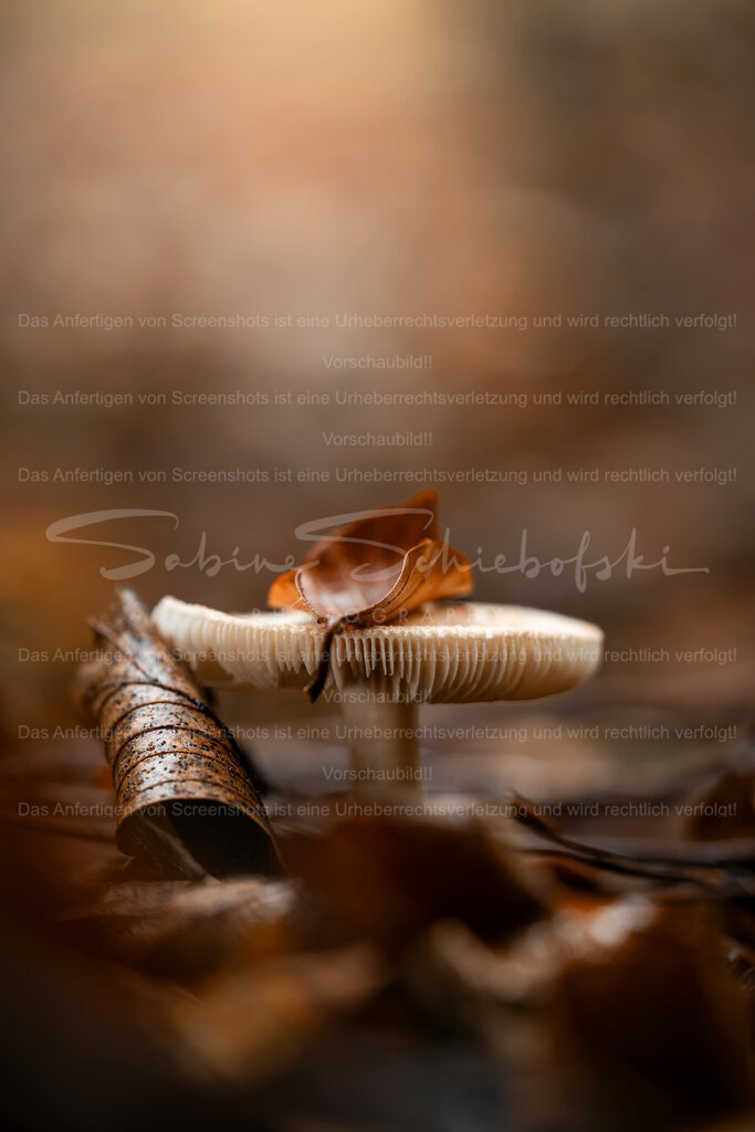 Wunderschöne Herbstzeit | People- und Tierfotografie, Imageaufnahmen, Veranstaltungsfotografie und Wandbilder aus der Natur ★ Made in Germany ✔️ Druck + Downloads ✔️ Naturfotografie in Top Qualität ★ schneller Versand, weltweite Lieferung! - Realisiert mit Pictrs.com
