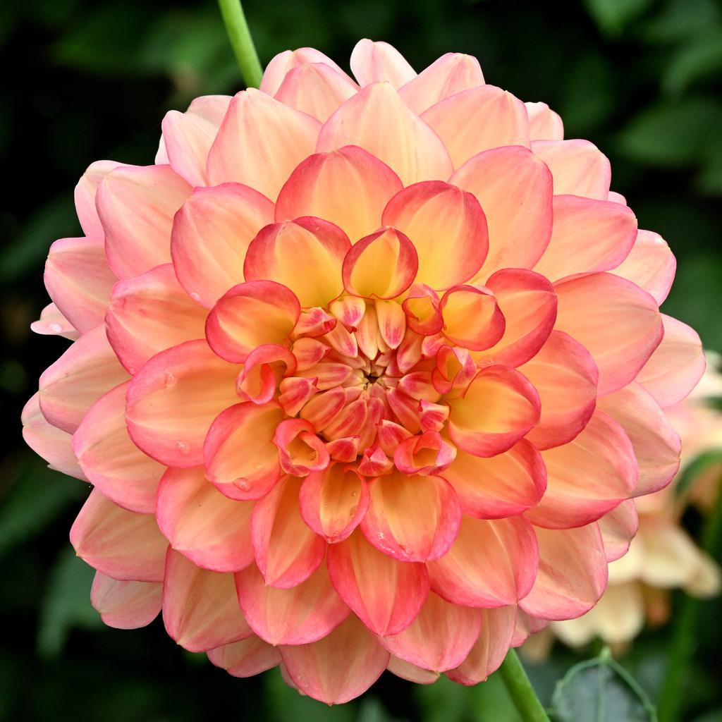 Dahlie02q-260804 | greenwatching-with-luci - Realisiert mit Pictrs.com