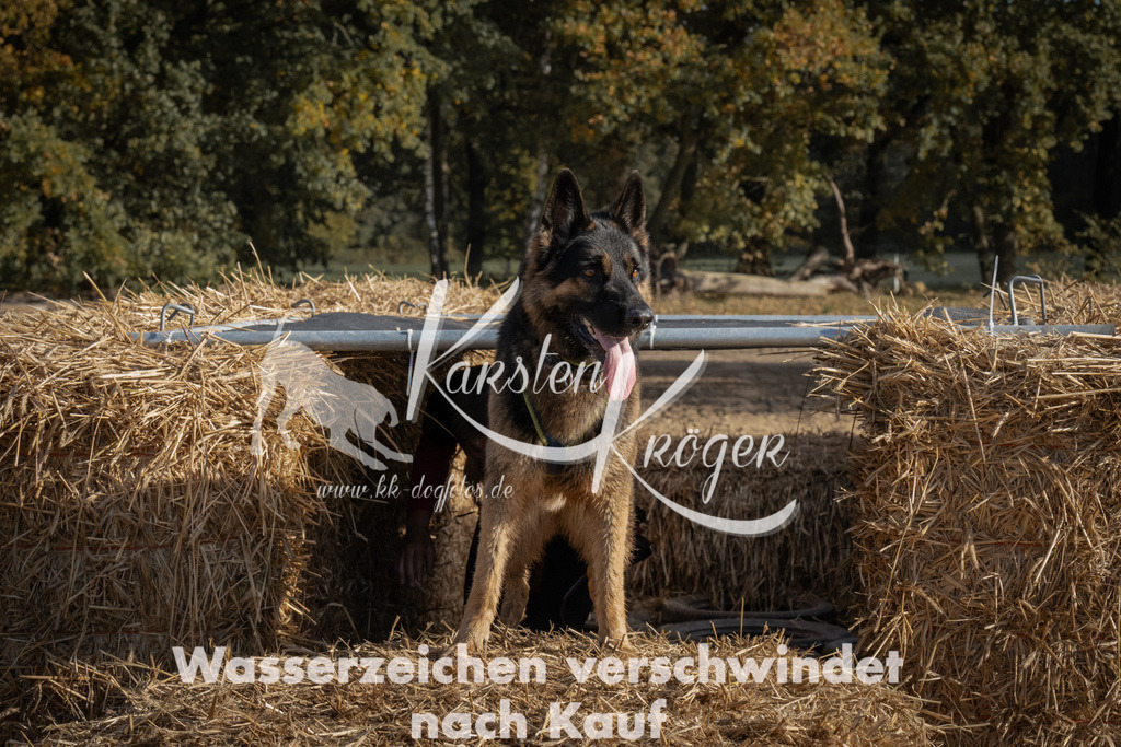 1049_ZZ99330 | kk-dogfotos