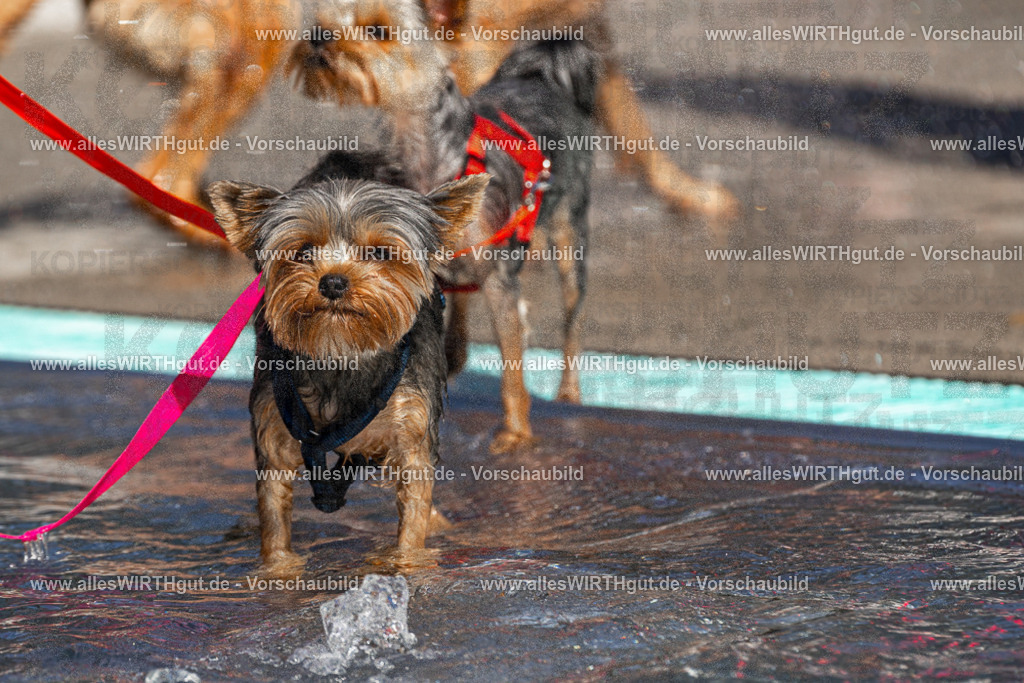 Hundeschwimmen_Volksbad_2026-allesWIRTHgut_Tierfotografie-2609061200-FAY06357 | Professionelle Tierfotografie in Mönchengladbach von Daniel Wirth (allesWIRTHgut). Liebevolle & natürliche Bilder von Hunden & Katzen für unvergessliche Erinnerungen.