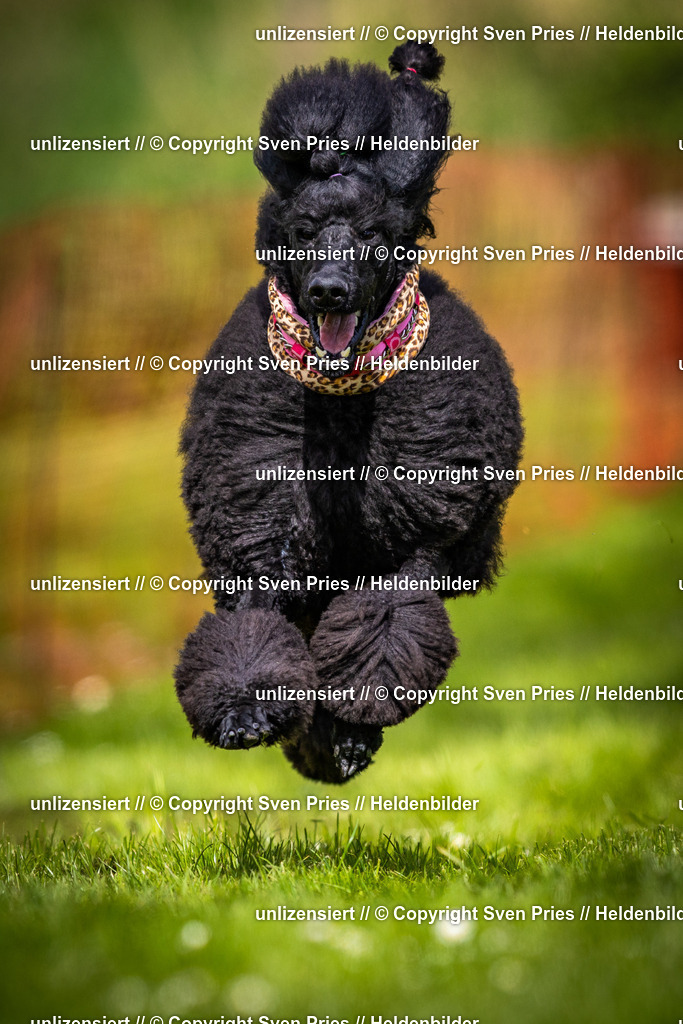 Sven Pries | 2025-04-13 - Hunderennen Baden-Baden - Realisiert mit Pictrs.com