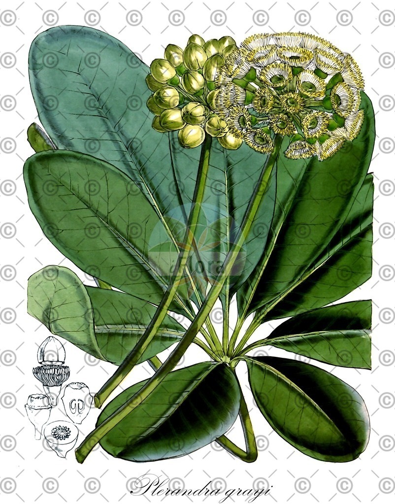 HistAbb_wfo-0001281659_1_ENZY_Simple | Historische Abbildung von Plerandra grayi - Araliaceae | Historical Illustration of Plerandra grayi - Araliaceae