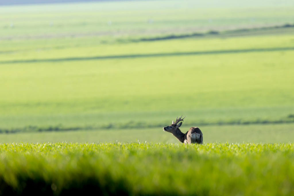 Das Reh | Das Reh (Capreolus capreolus) ist die häufigste und zugleich kleinste Hirschart in Europa und gilt als die am weitesten verbreitete Schalenwildart. Es gehört zur Familie der Hirsche (Cervidae) und bildet zusammen mit Elch und Rentier die Gruppe der Trughirsche. Man unterscheidet das Europäische Reh, das Sibirische Reh und das Mandschurische Reh. Die Tiere sind von graziler, schlanker Statur. Ein ausgewachsenes Reh erreicht eine Schulterhöhe von etwa 60 bis 80 Zentimetern und ein Gewicht zwischen 15 und 30 Kilogramm. Das Männchen wird als Rehbock, das Weibchen als Ricke oder Geiß bezeichnet. Die Jungen sind die Kitze. - Realisiert mit Pictrs.com