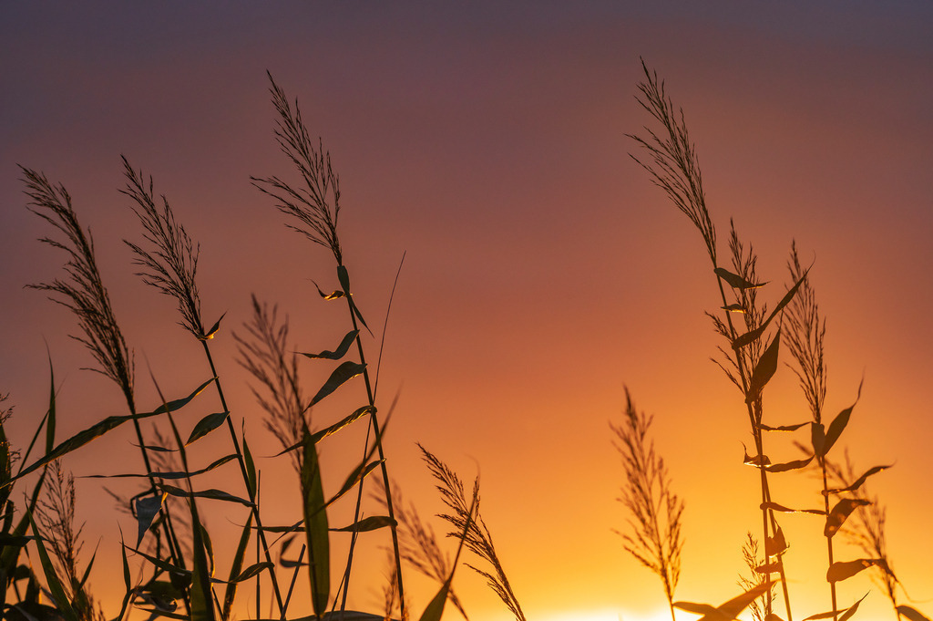 2023_08_04_HETLINGER-SCHANZE_MCP0858 | Hochwertig gedruckte Fotografien für die Wand, als Kalender und zum Verschenken. Hamburg & Norddeutschland und überall wo ich mit der Kamera unterwegs war.