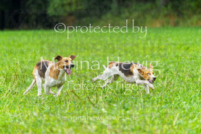 Jagd Perdoel_MarinaHewigMCH04441 | Fotografie, FotoArt, PferdesportArt, Pferdesportfotografie, Landschaftsfotografie, Reisefotografie, Reise, Pferde - Realisiert mit Pictrs.com