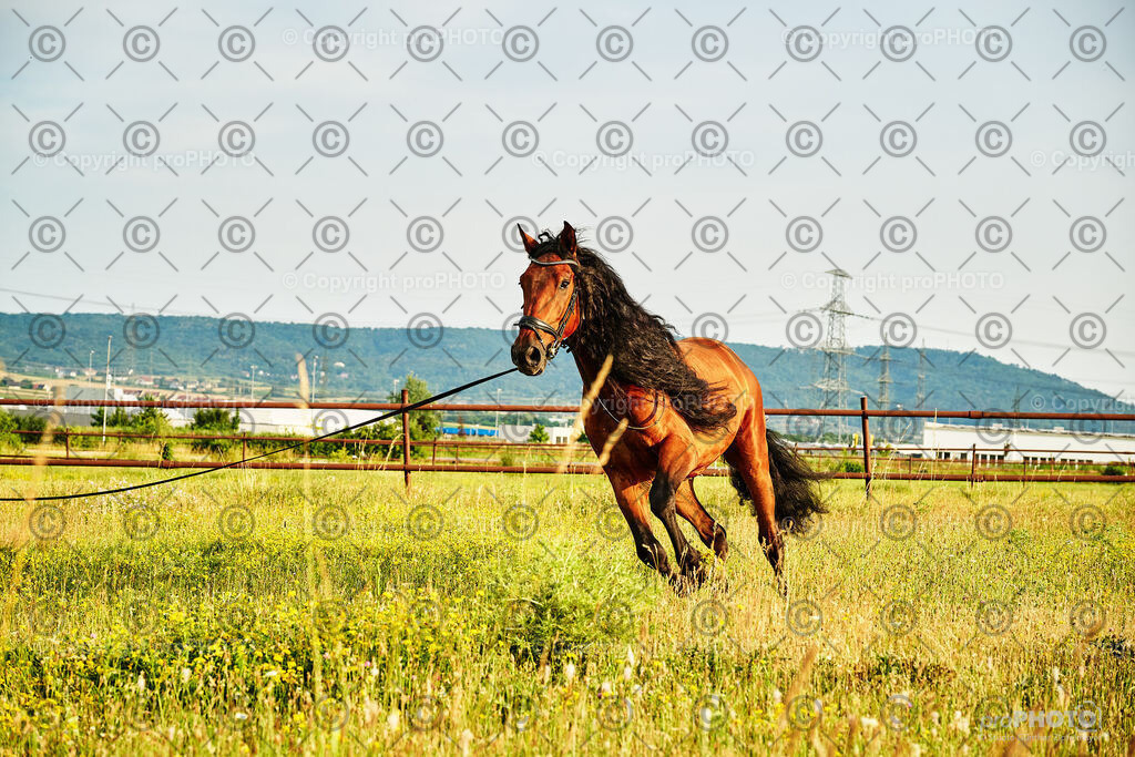 327_202406_Niki-Herodes_NZ9_0297 | proPHOTO - Realisiert mit Pictrs.com