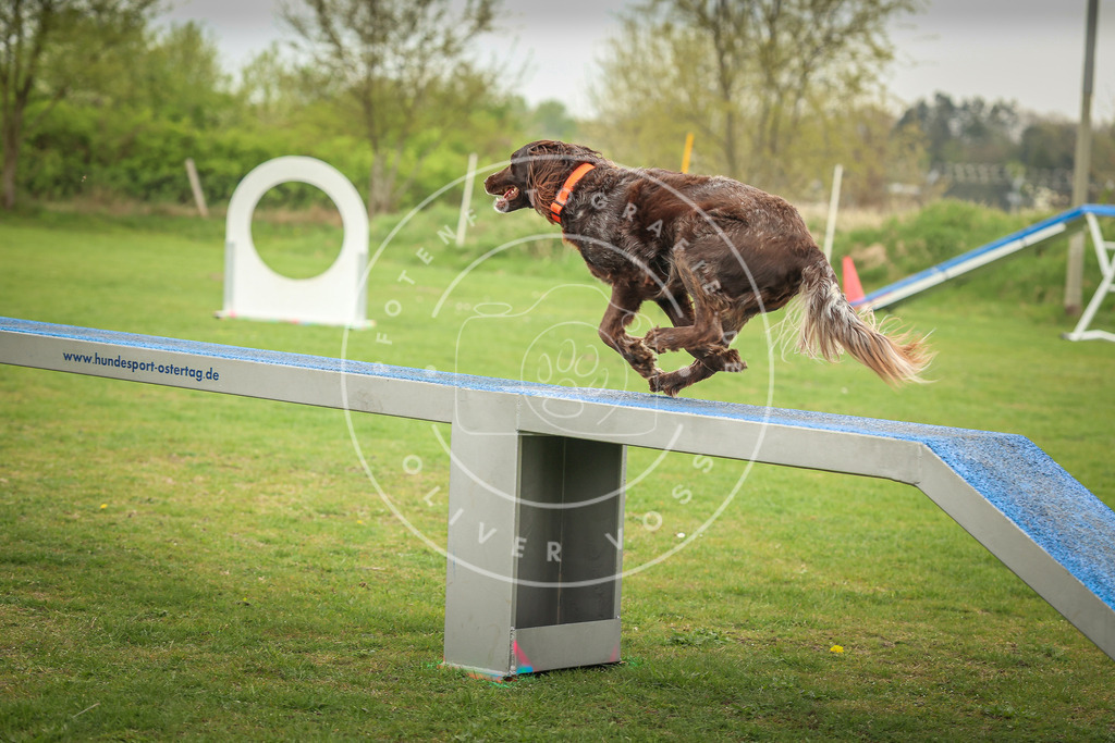 Pfotenfotografie_0L8A0933 | Hundefotografie, Tierfotograf, Pfotenfotografie, Fotoshooting Hund, Hunde Portrait, Hundesport, Hundeportraits, Heideshooting, Hunde, Sportfotograf, Hundefotograf, Turnierhundsport, THS,  - Realisiert mit Pictrs.com