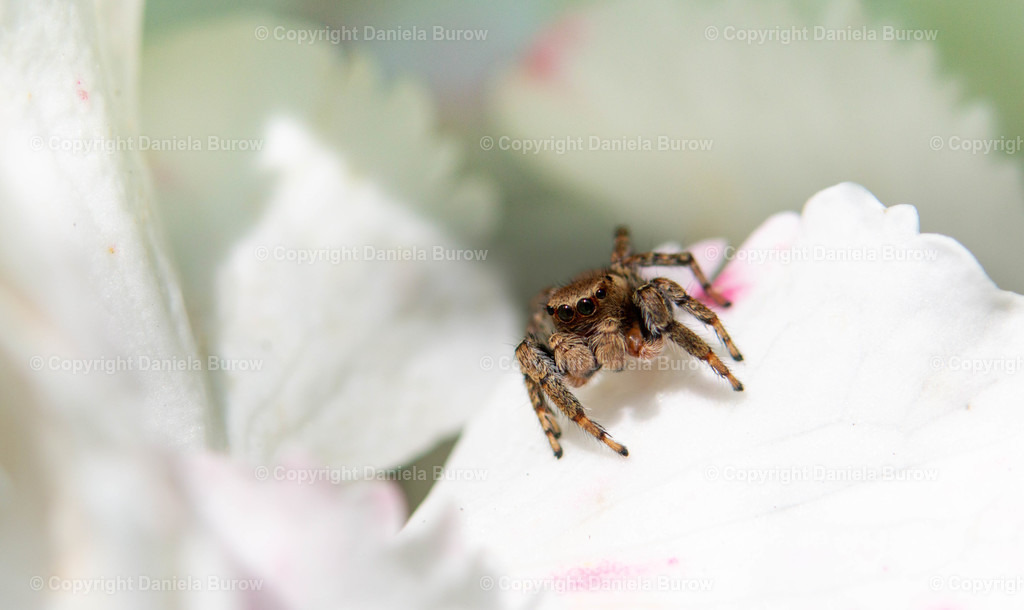 Gartenspinne | danielaburow - Realisiert mit Pictrs.com