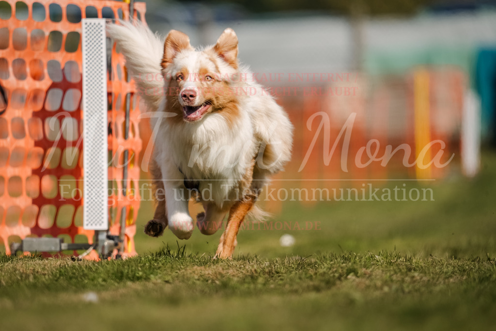 20250928_Hunderennen-421 | MuT (Mensch und Tier) mit Mona - Fotografie und Tierkommunikation - Realisiert mit Pictrs.com