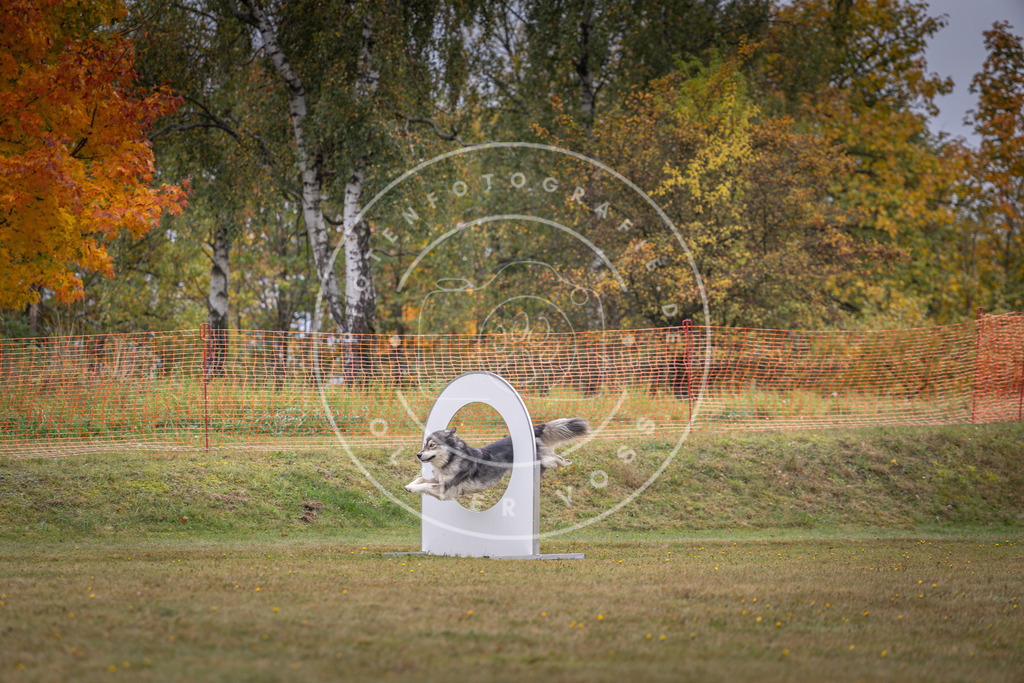 Pfotenfotografie_DV3A1294 | Hundefotografie, Tierfotograf, Pfotenfotografie, Fotoshooting Hund, Hunde Portrait, Hundesport, Hundeportraits, Heideshooting, Hunde, Sportfotograf, Hundefotograf, Turnierhundsport, THS,  - Realisiert mit Pictrs.com