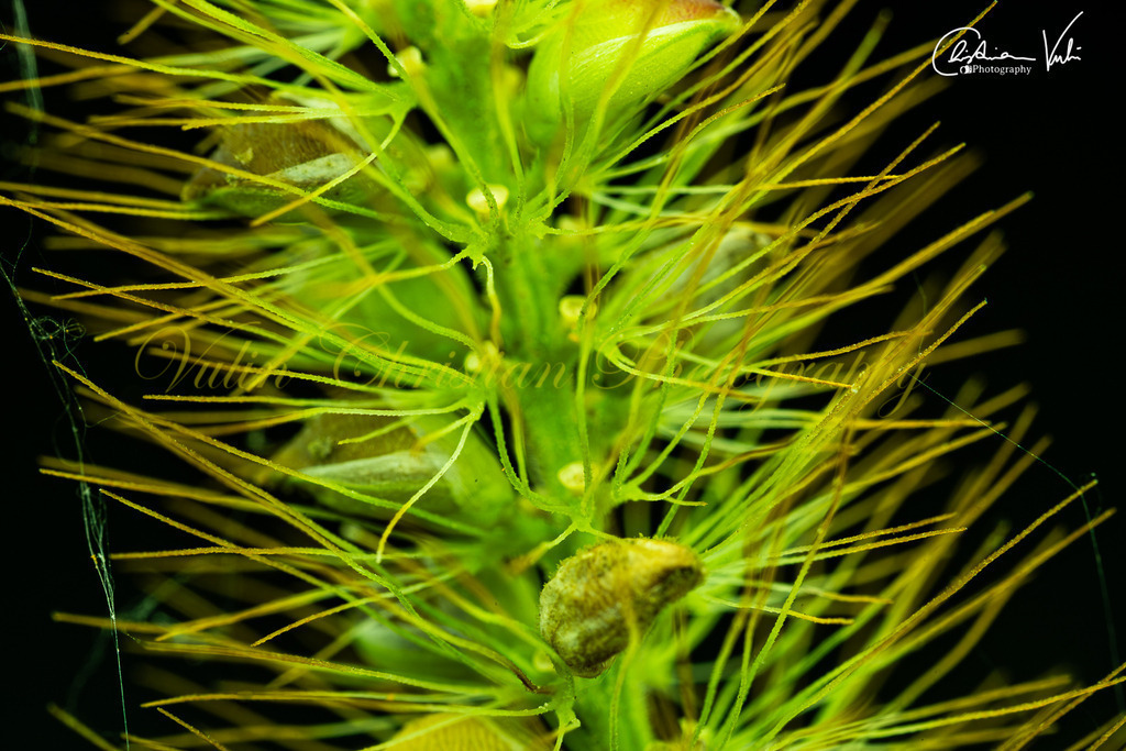 ULMA 50 | Christian Vulin  - Realisiert mit Pictrs.com