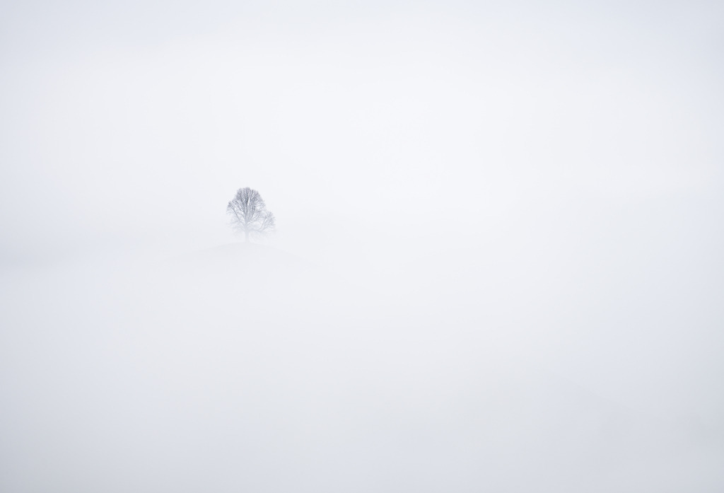 Hügel im Nebel | Nur noch der Baum ist auf dem Moränenhügel sichtbar wegen des dichten Nebels. - Realisiert mit Pictrs.com
