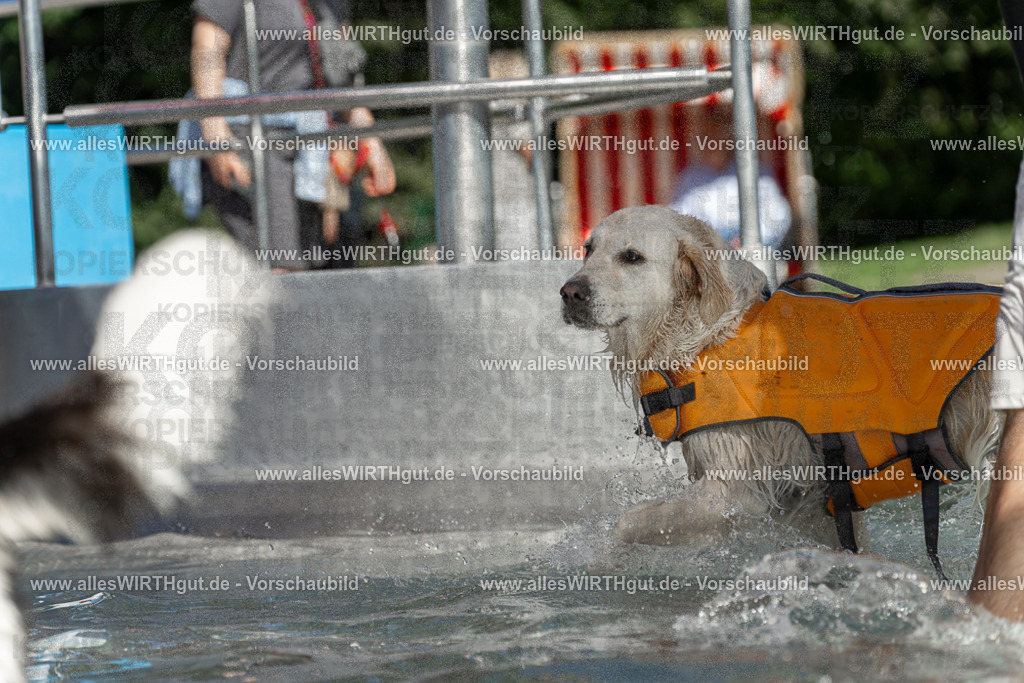 Hundeschwimmen_Volksbad_2026-allesWIRTHgut_Tierfotografie-2609061340-7R500873 | Professionelle Tierfotografie in Mönchengladbach von Daniel Wirth (allesWIRTHgut). Liebevolle & natürliche Bilder von Hunden & Katzen für unvergessliche Erinnerungen.