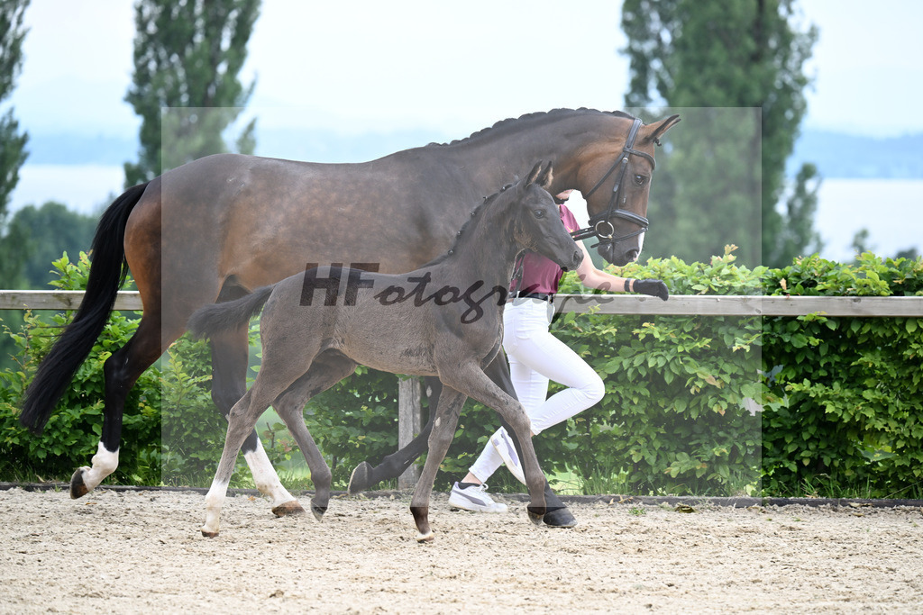 Kat-Nr. 5 Dream Royal x Destano_HF_Karl_14250323 | hf-fotografie - Realizzato con Pictrs.com