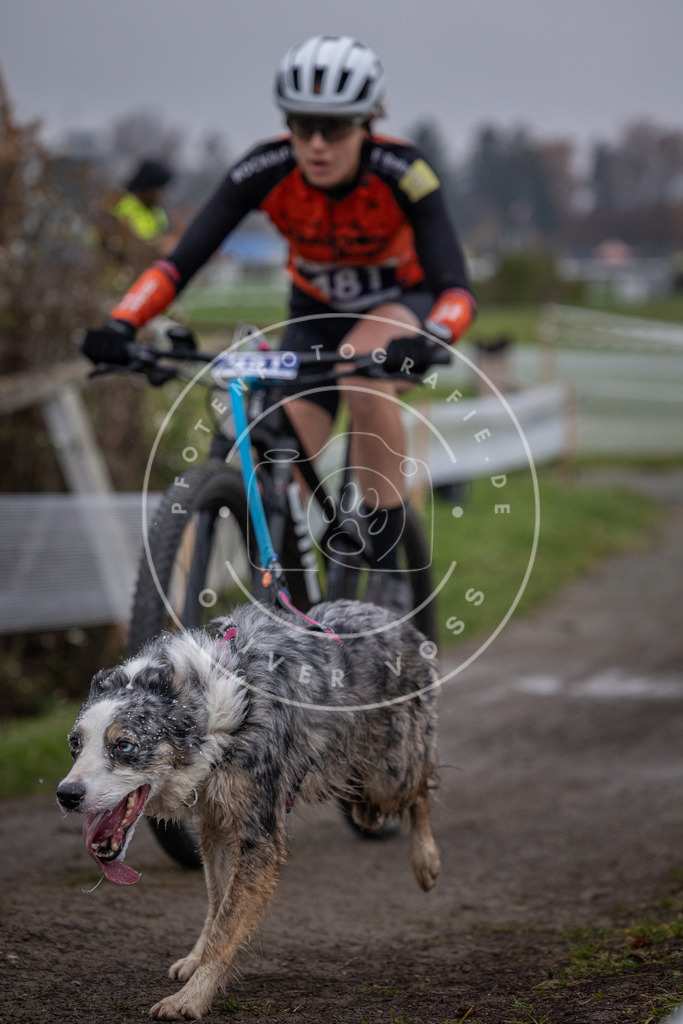 CaniXpix_0L8A1733 | Hundefotografie, Tierfotograf, Pfotenfotografie, Fotoshooting Hund, Hunde Portrait, Hundesport, Hundeportraits, Heideshooting, Hunde, Sportfotograf, Hundefotograf, Turnierhundsport, THS,  - Realisiert mit Pictrs.com