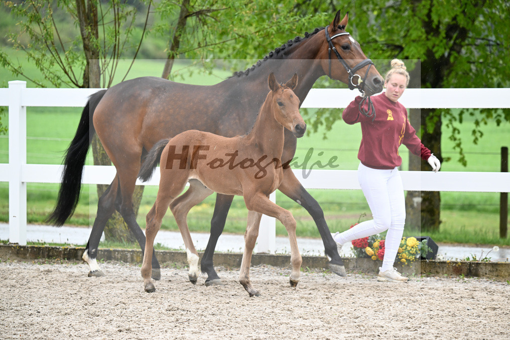 Kat-Nr. 41 SF Comanchero x Zinedream_Wanner_23261418 | hf-fotografie - Realisiert mit Pictrs.com