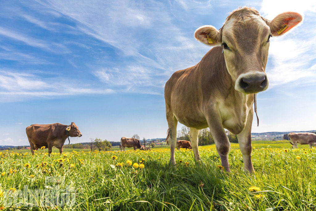 PS-Tiere-2026-49 | Entdecke die größte Bildgalerie der Region mit Fotografien aus dem Allgäu, der Bodenseeregion, Oberschwaben, dem Donautal und der Schwäbischen Alb. Landschaften, Luftaufnahmen und Reisefotografie als Wandbild und Fotokunst. - Realisiert mit Pictrs.com