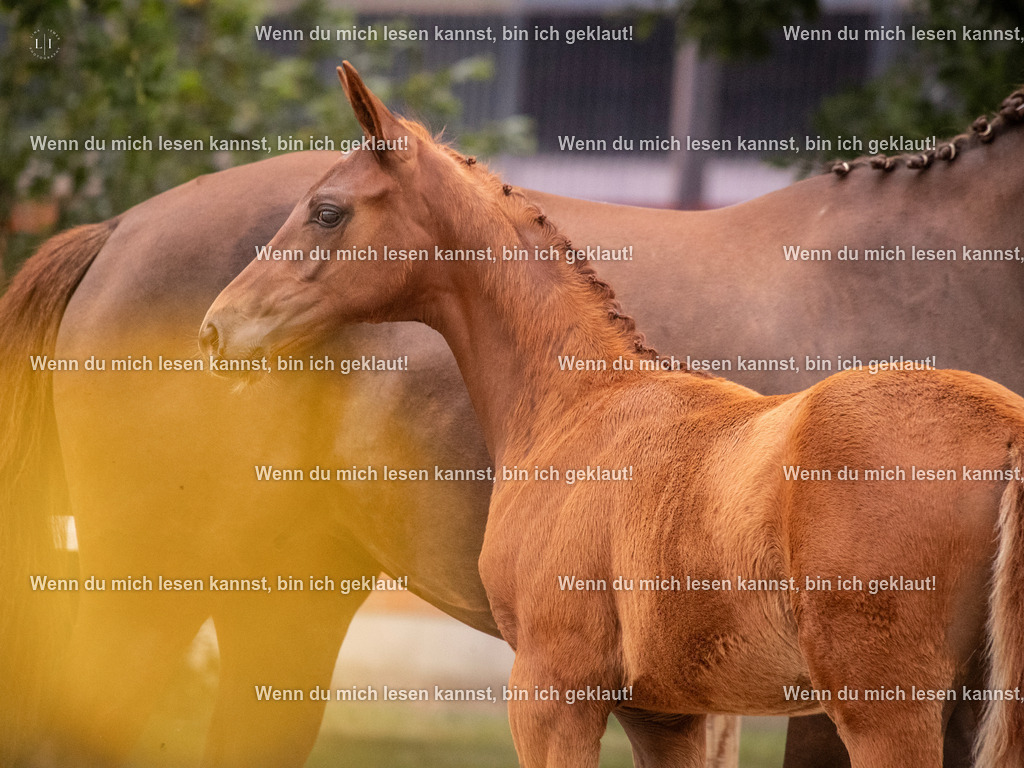 A10I6885 | photographylinaismer - Realisiert mit Pictrs.com