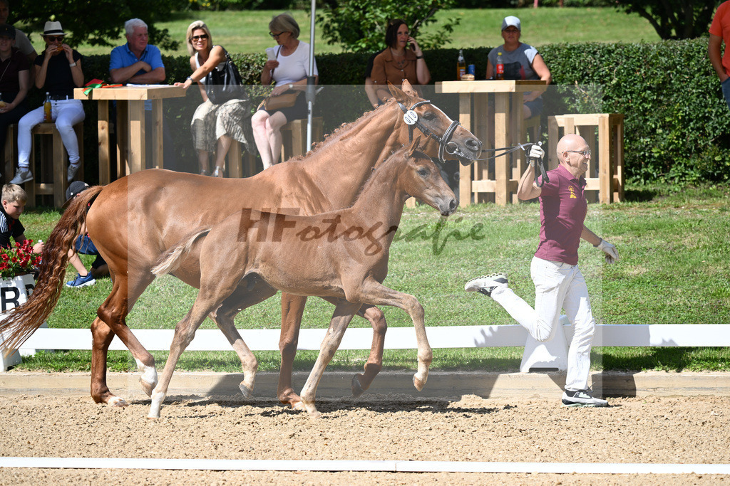 Kat-Nr. 18 HF DSP Va Bene x Florencio I_Lechl__27230282 | hf-fotografie - Realisiert mit Pictrs.com