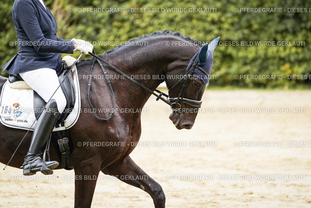 DSC01164 | Pferdegrafie