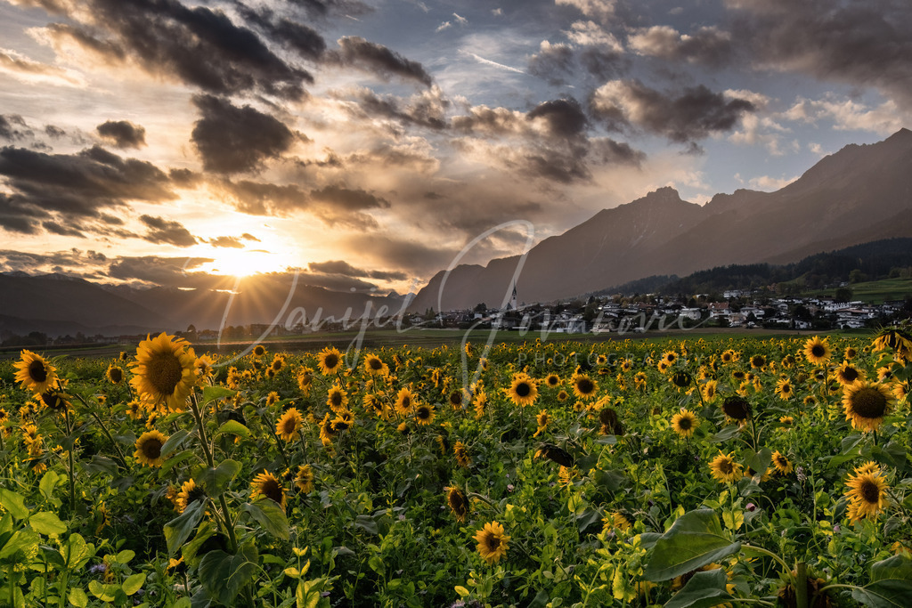 Sonnenuntergang | Blick über die Sonnenblumen nach Rum und die Nordkette