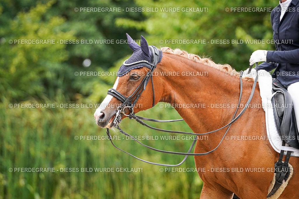 DSC07124 | Pferdegrafie