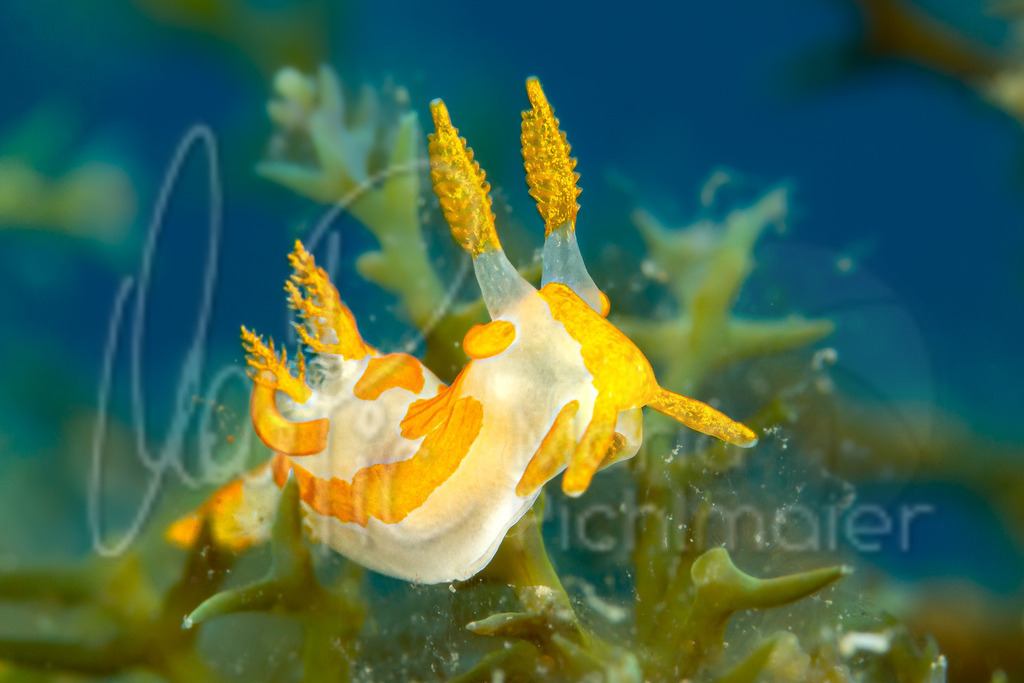 Trapania maculata | Nudibranch / Nudibranquio / Nacktschnecke - Realisiert mit Pictrs.com