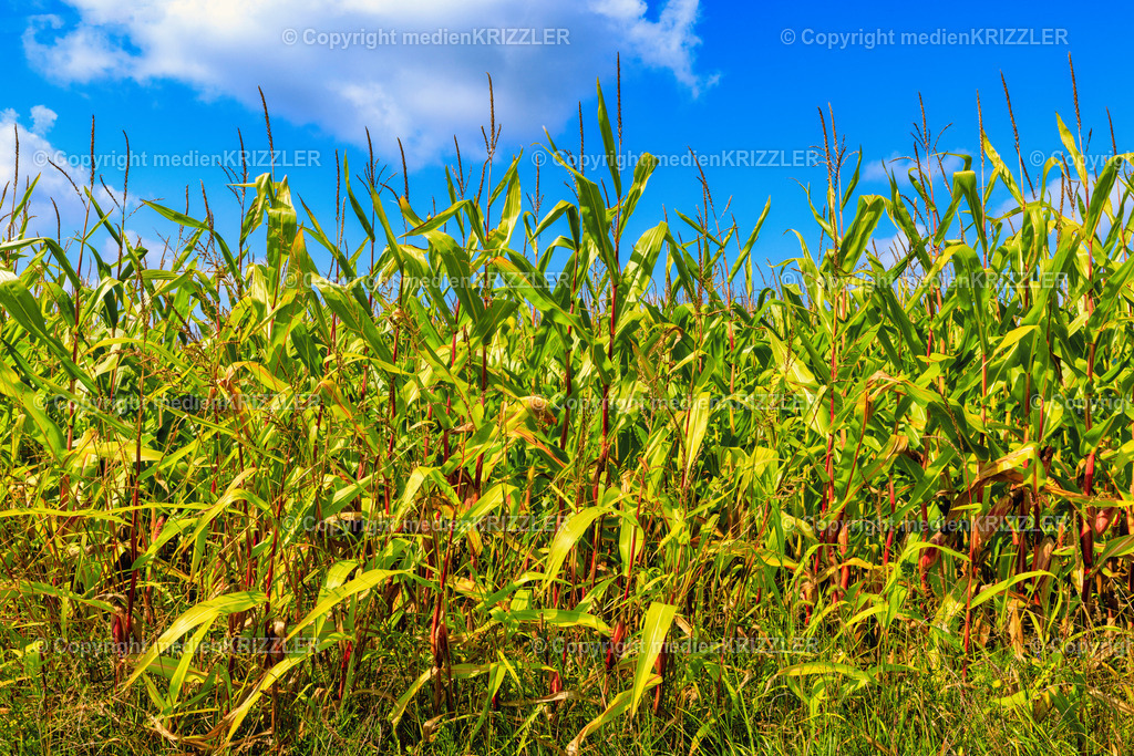 _J3A8523 | medienkrizzler - Realisiert mit Pictrs.com