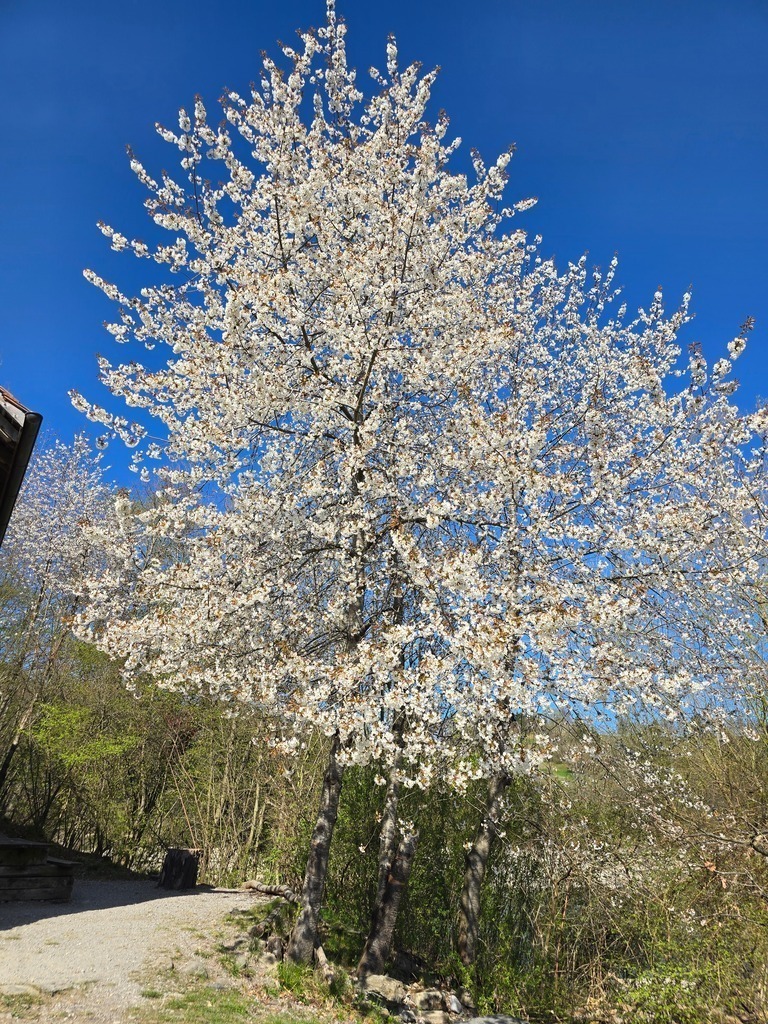 20250410_162616 | Heilkarten - Realisiert mit Pictrs.com