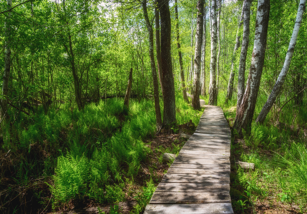 Poleski Nationalpark | Polen - Realisiert mit Pictrs.com