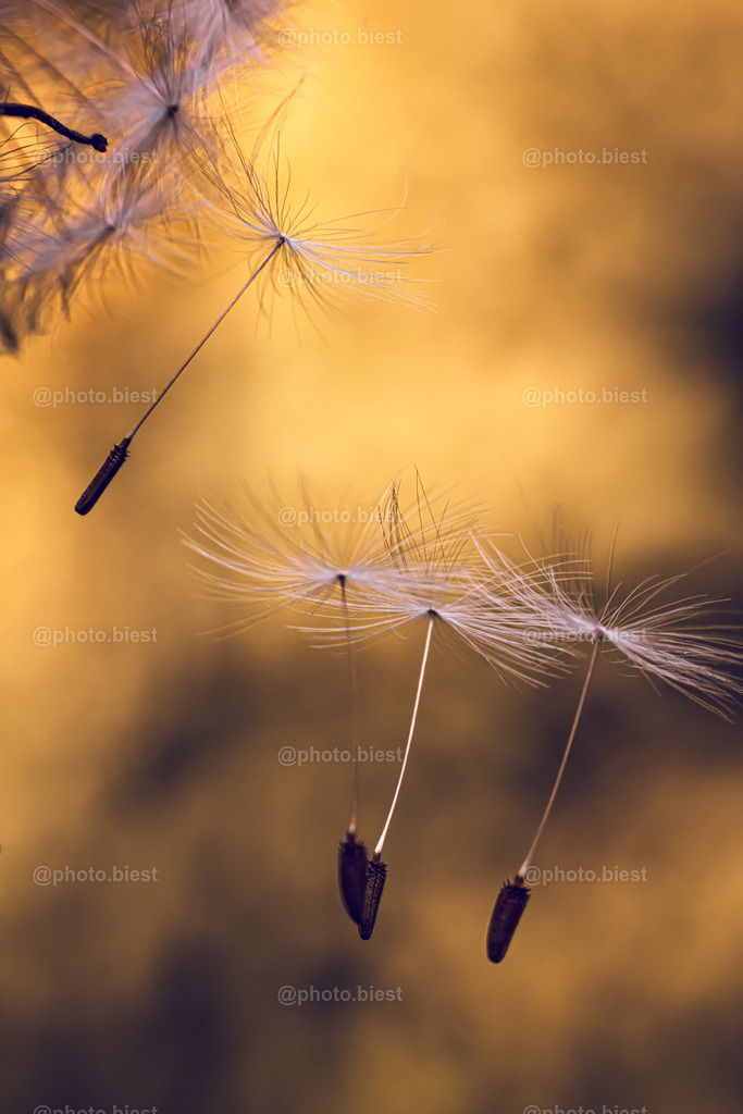 Die Rettung | Fallende Samen einer Pusteblume. - Realisiert mit Pictrs.com