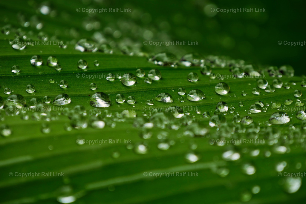 Wassertropfen_auf_Blatt_01 | Stockfotos, Fotos mit Miniaturfiguren und kreativen Ideen. Dabei auch vieles aus der Metropolregion Rhein-Neckar. 