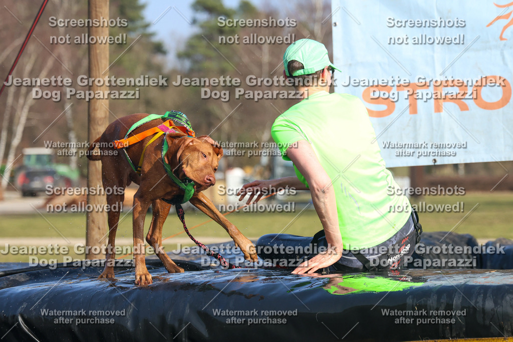 Dog Paparazzi - Strongdog North Mrz26-3335 | Dog Paparazzi Jeanette Grottendiek Fotografie & Videografie - Realisiert mit Pictrs.com