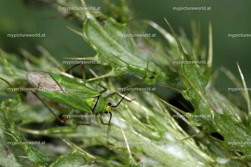 Blepharidopterus angulatus-003 | Das Bilderarchiv über Tiere, Planzen und Landschaften. In der Bilddatenbank finden Sie ein große Auswahl an hochwertigen Bilder für Ihre Werbung - Realisiert mit Pictrs.com
