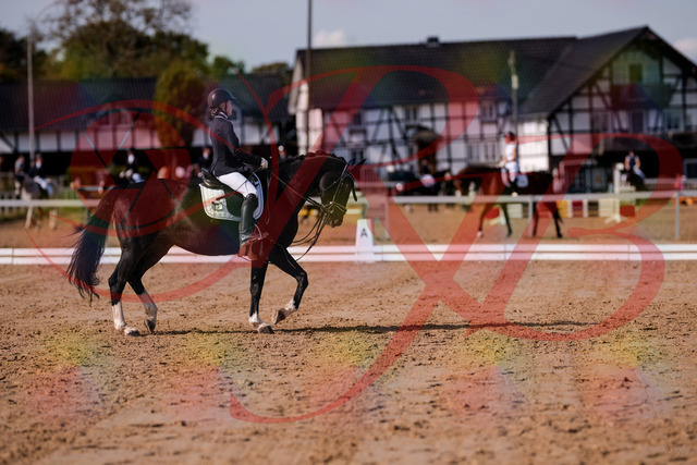 2026_10_03_Siefer-Hof_121536_Z81_17313872 | Professionelle Reitsport-, Turnier- und Eventfotografie von Robert Broda. Galerien mit ausgewählten und bearbeiteten Bildern direkt online ansehen und bestellen.