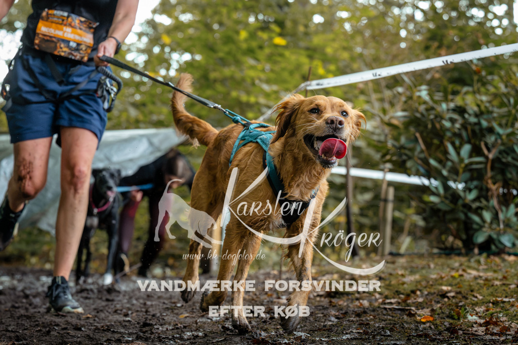 1410DZ6_1160Z6 | kk-dogfotos