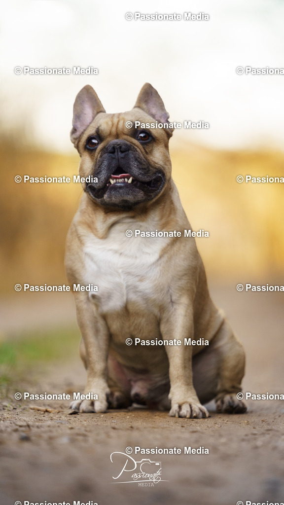 DSC09690 | Passionate Media, dein Fotograf aus Brandenburg, Märkisch Oderland, im Bereich Motorsport, Autos und Motorräder sowie Events und auch Hunde. Shootings oder auch Eventbegleitungen können bei mir gebucht we