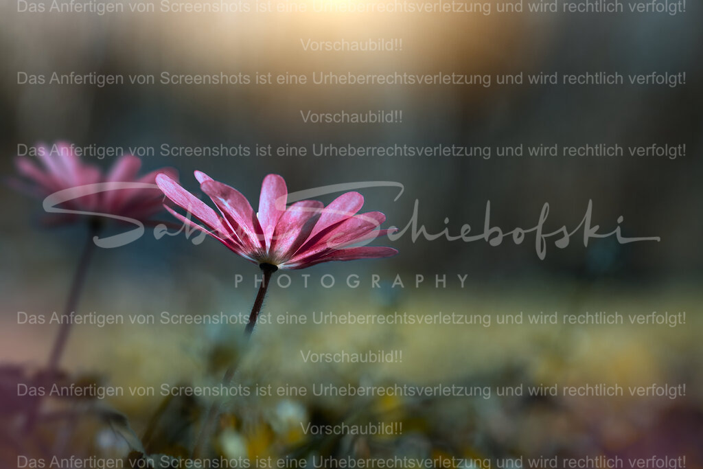 Balkan-Windröschen im Abendlicht | Zwei zarte Balkan-Windröschen erheben sich im warmen Abendlicht über den weichen Waldboden.Das sanfte Bokeh und die leuchtenden Rosatöne verleihen dem Moment eine ruhige, fast märchenhafte Atmosphäre.Ein Bild voller Leichtigkeit, das den Zauber des Frühlings in seiner stillsten Form einfängt. - Realisiert mit Pictrs.com