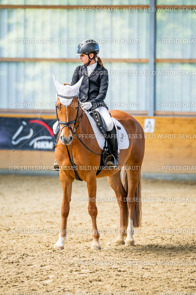 DSC03086 | Pferdegrafie