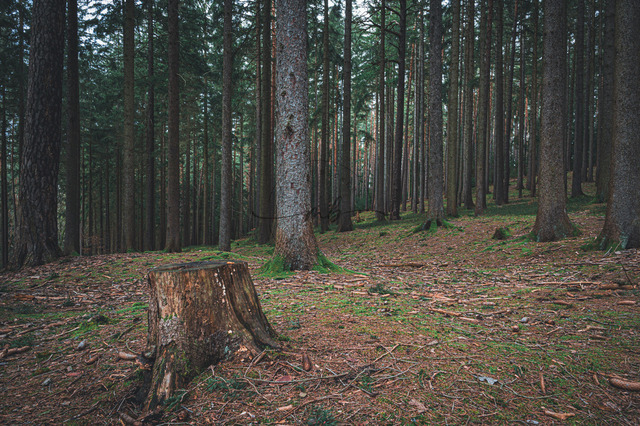 Nadelwald im Herbst | Professionelle Natur- & Landschaftsfotos als Poster, auf Leinwand & viele mehr. Wähle aus einer Vielzahl an Formaten & Materialien Dein perfektes Bild. - Realisiert mit Pictrs.com